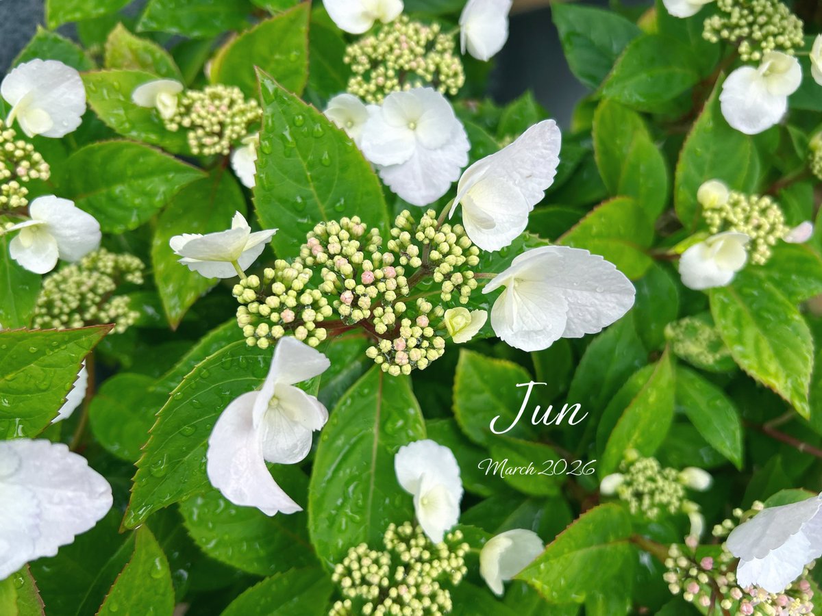 Jun 🇯🇵 tweet media