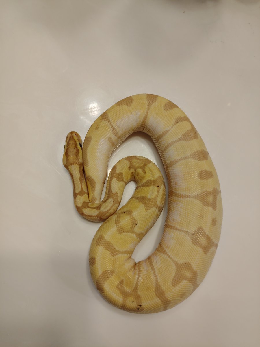 Lesley ⁠～⁠(⁠´⁠ε⁠｀⁠ ⁠) tweet media