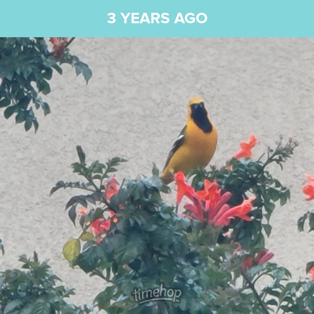 saunieindiego's tweet image. I do miss the arrival of the hooded orioles. #MigratoryBird #BirdsMatter
