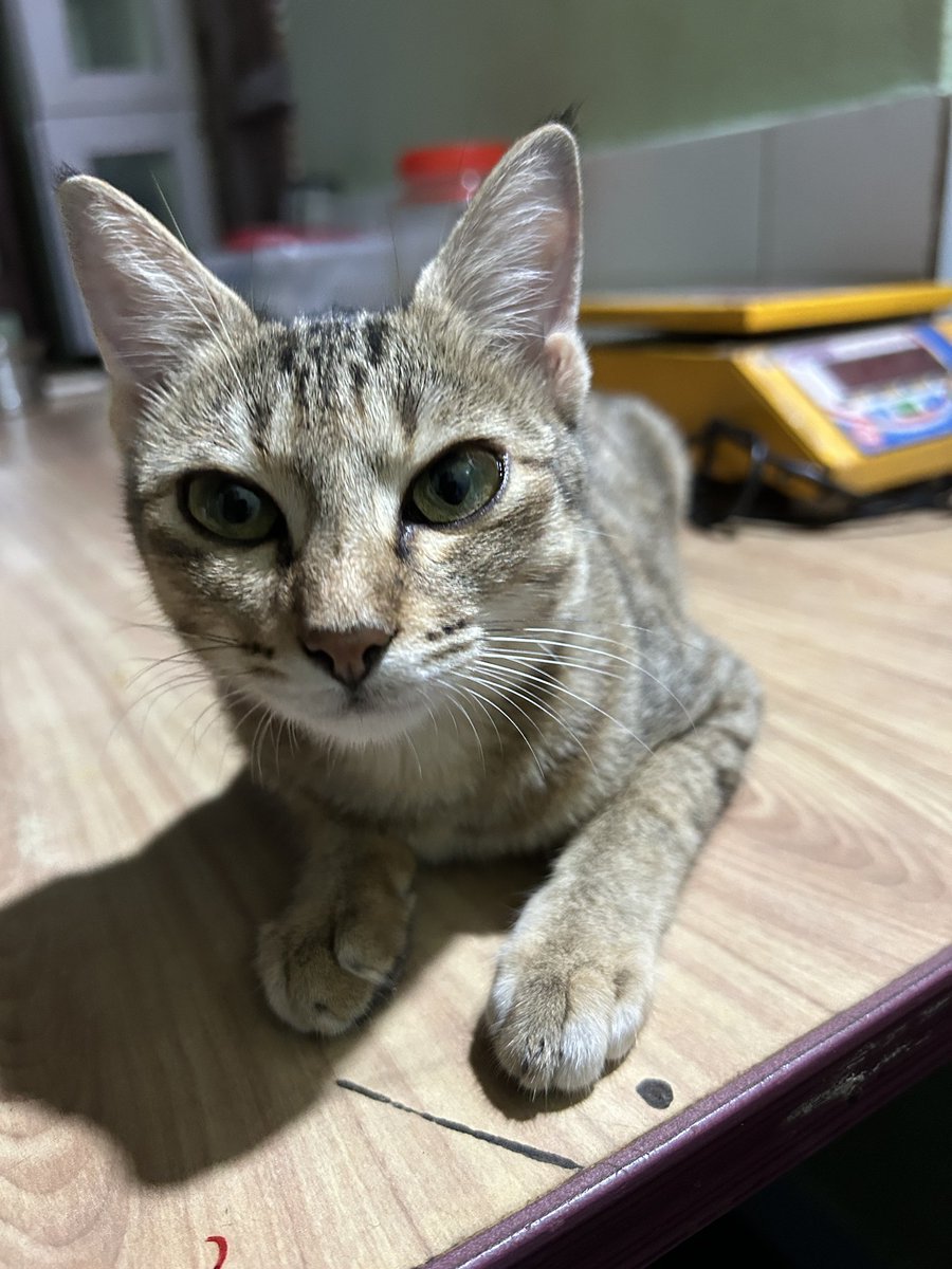 Louvina Andrade tweet media