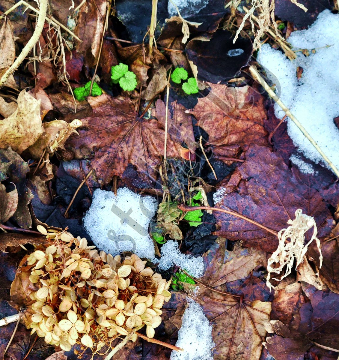 PastelRicky tweet media