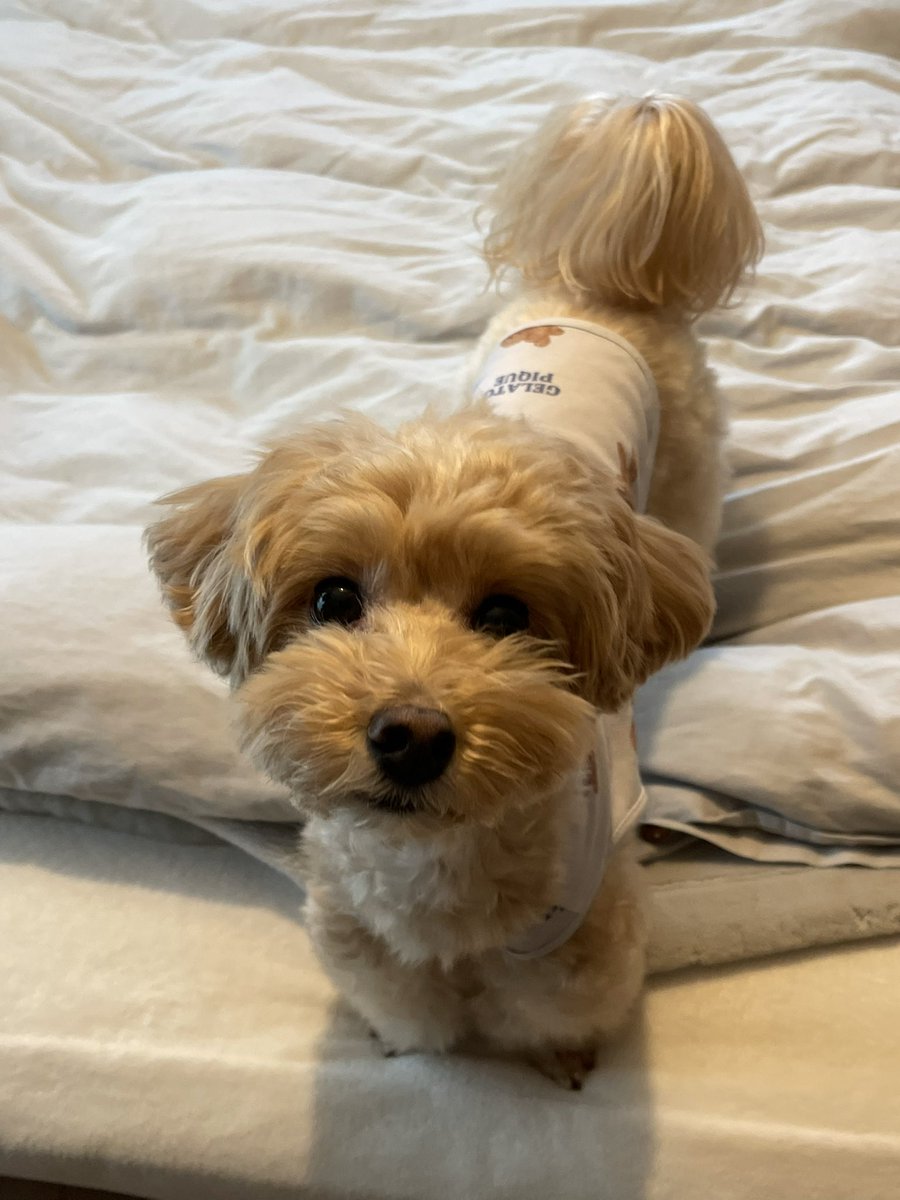 ふわふわマルプーのシフォン tweet media