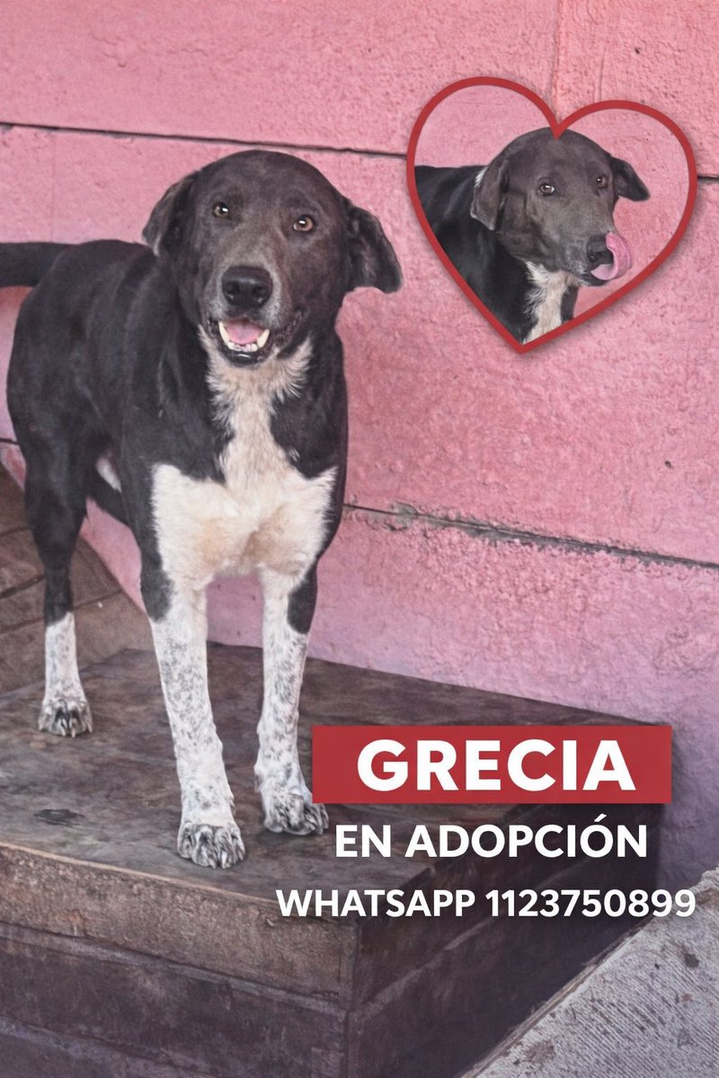 Organización Mi Fiel Amigo tweet media