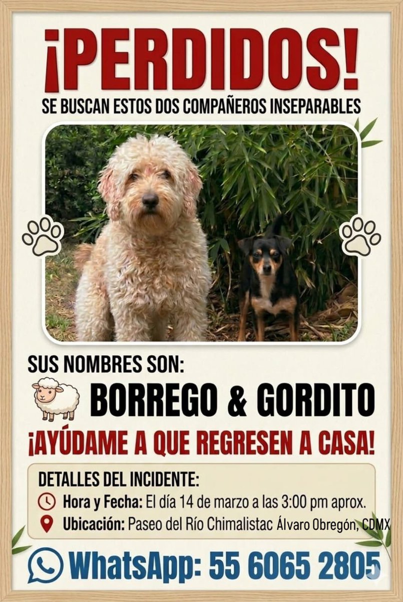 Mascotas Coyoacán 🐾 tweet media