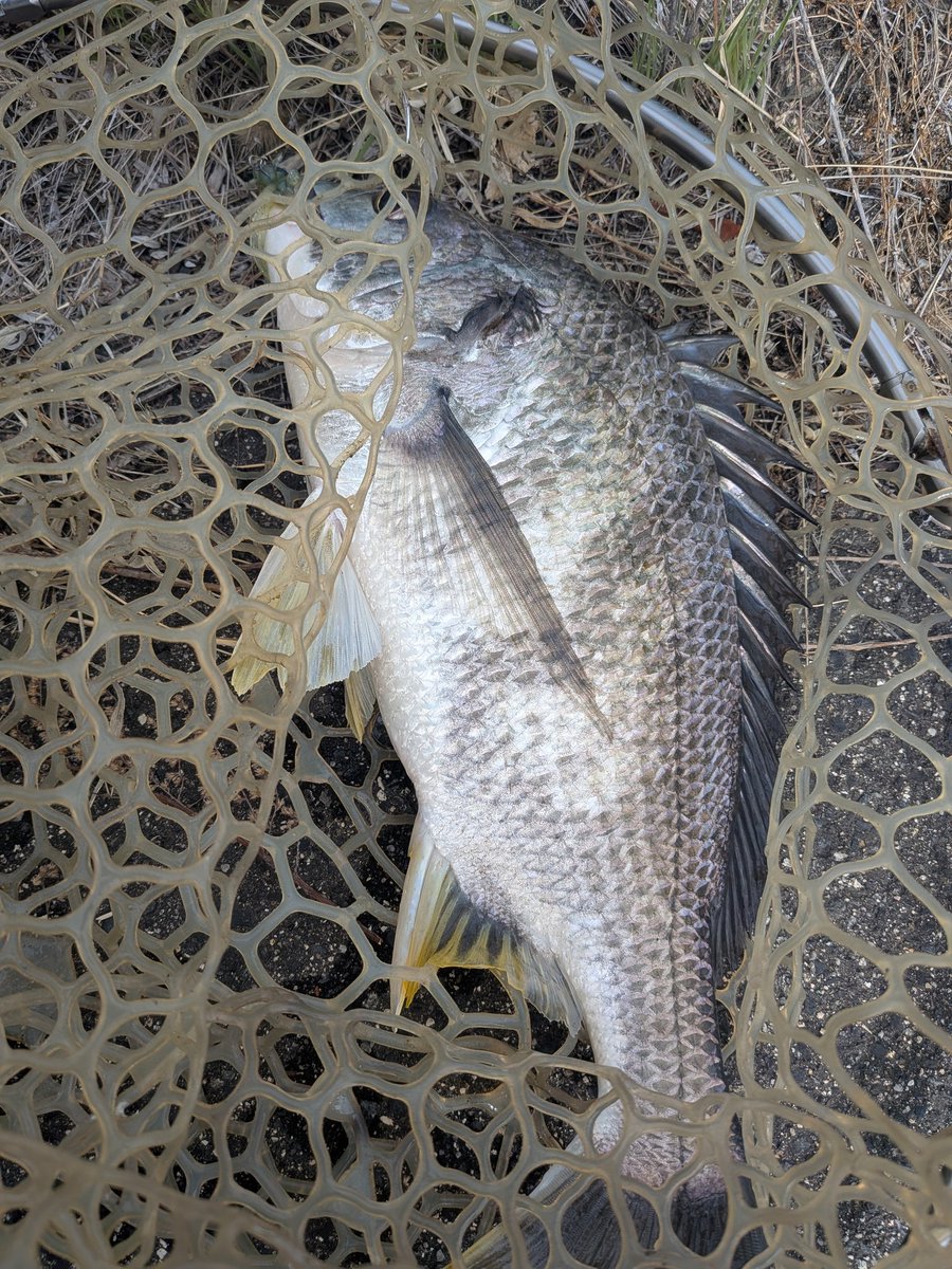 ぶえっぺ tweet media