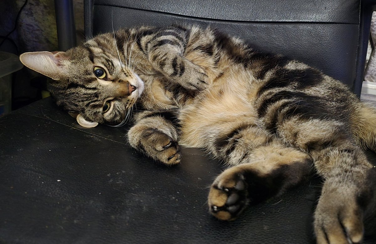 Cult of Moo-wu tweet media