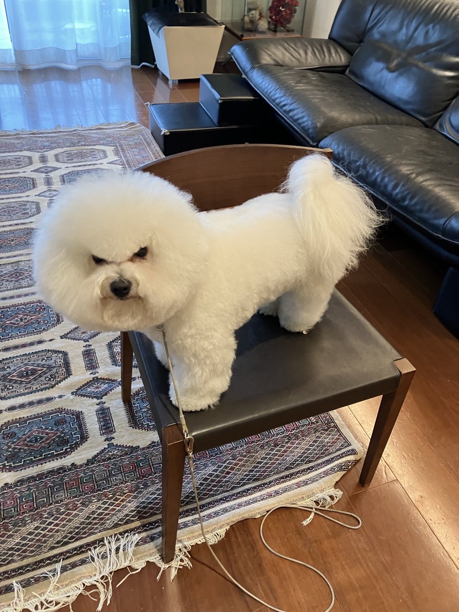 トリマーさん神！