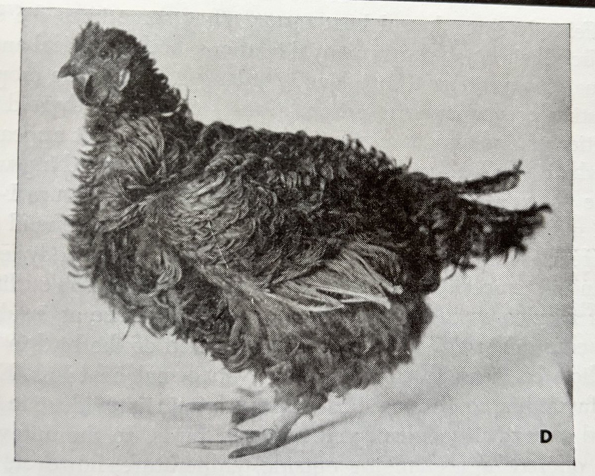 Alex Buckley tweet media