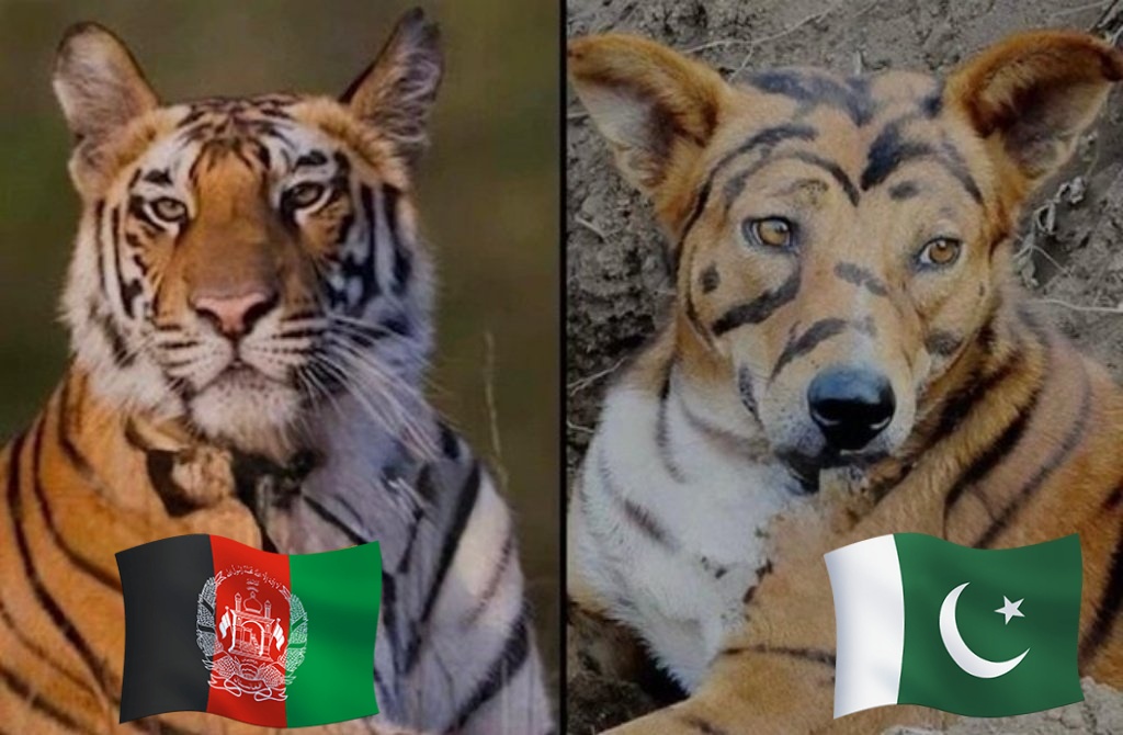 Maverick tweet media