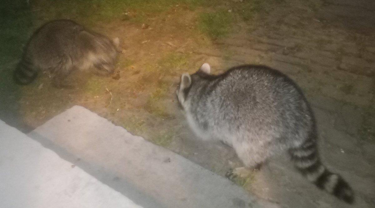 Trails I Travel⚜️ tweet media