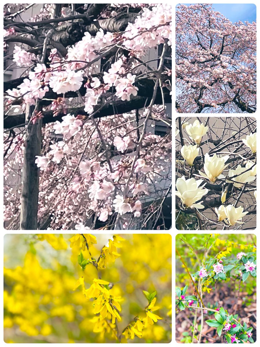 NaturalGarden紀行🌿 tweet media