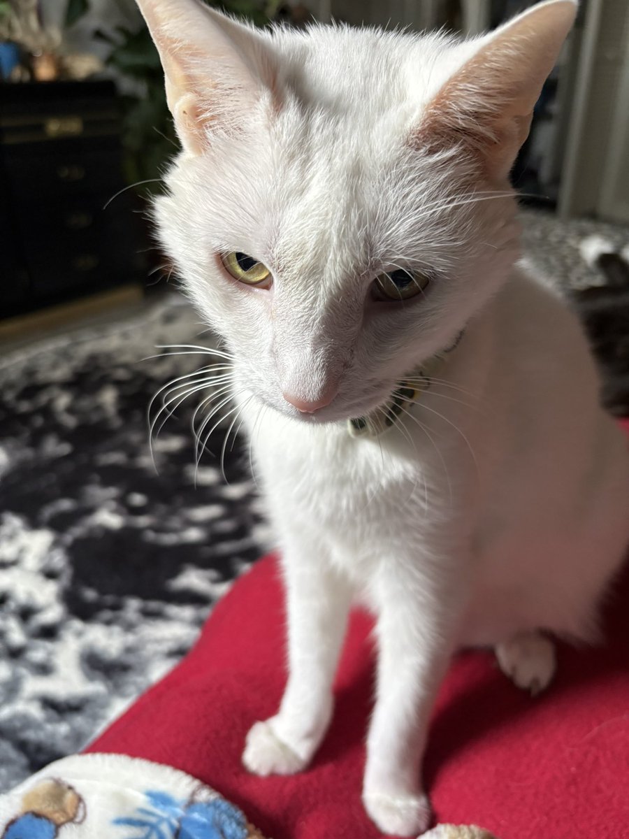 Paul Blart tweet media