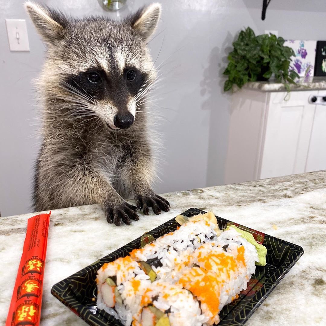 Raccoons Hourly tweet media