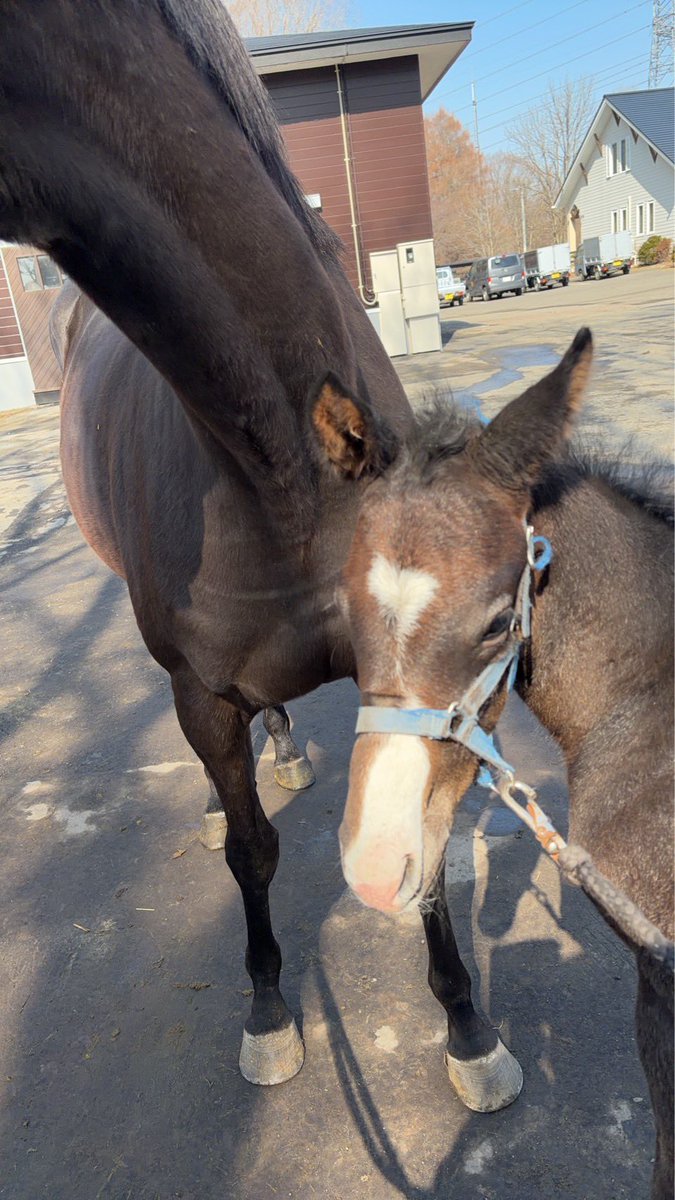 仔馬カメラ tweet media