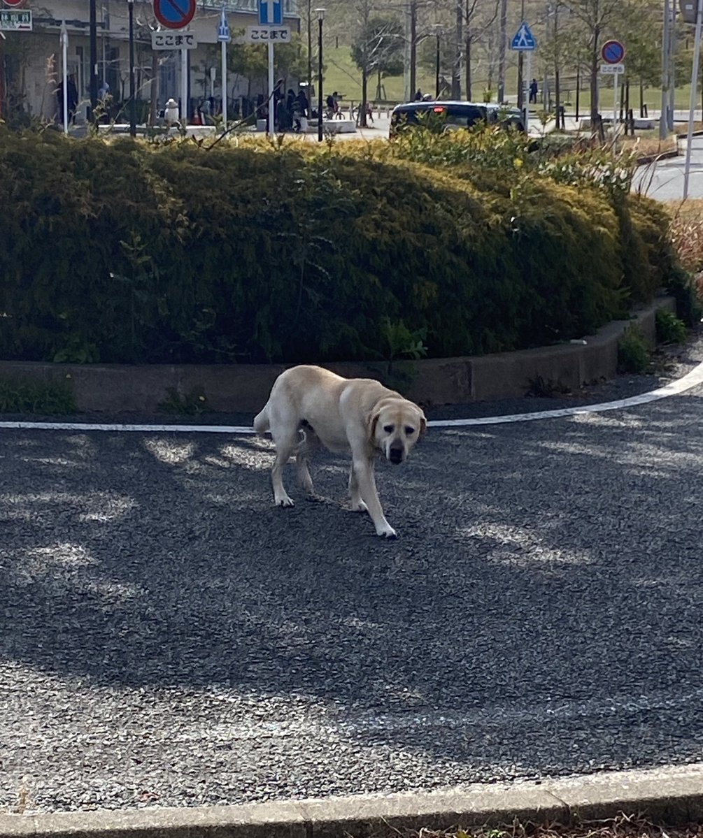 いとcan△ｽﾋﾟｷ tweet media