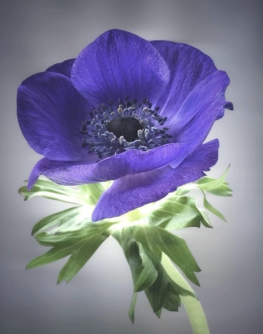 Marie 🕊 tweet media