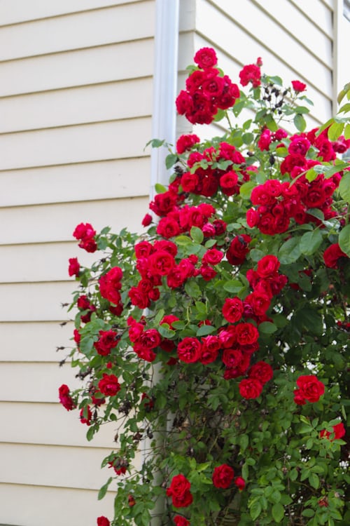 Kamal Khan tweet media