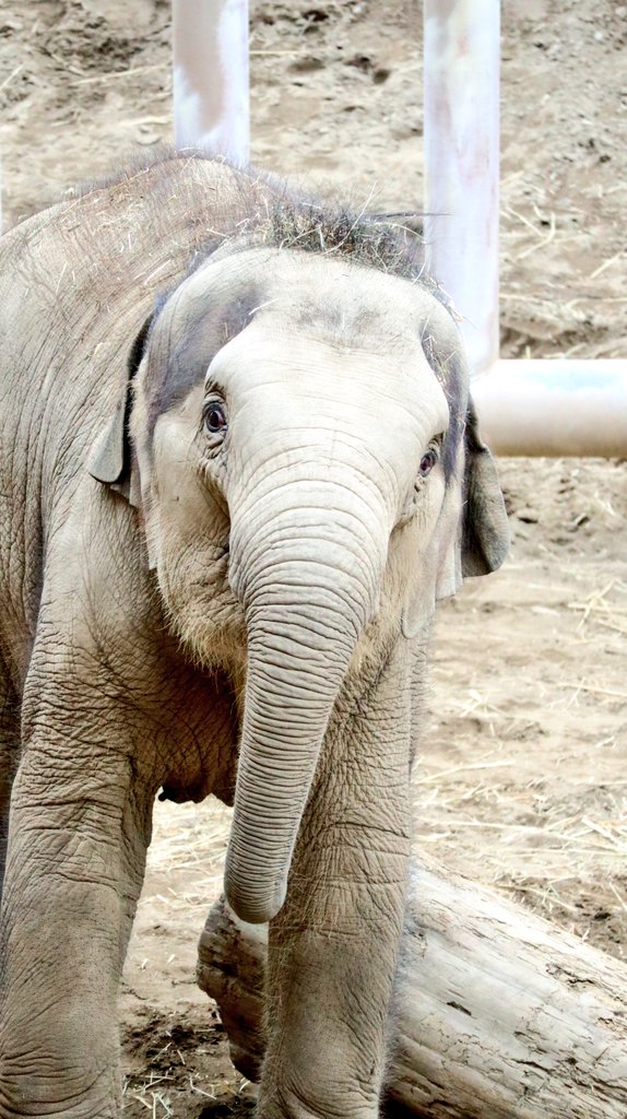 がんばるゾウ‼️ 2025.10.12撮影 #円山動物園? #アジアゾウ? #タオで 