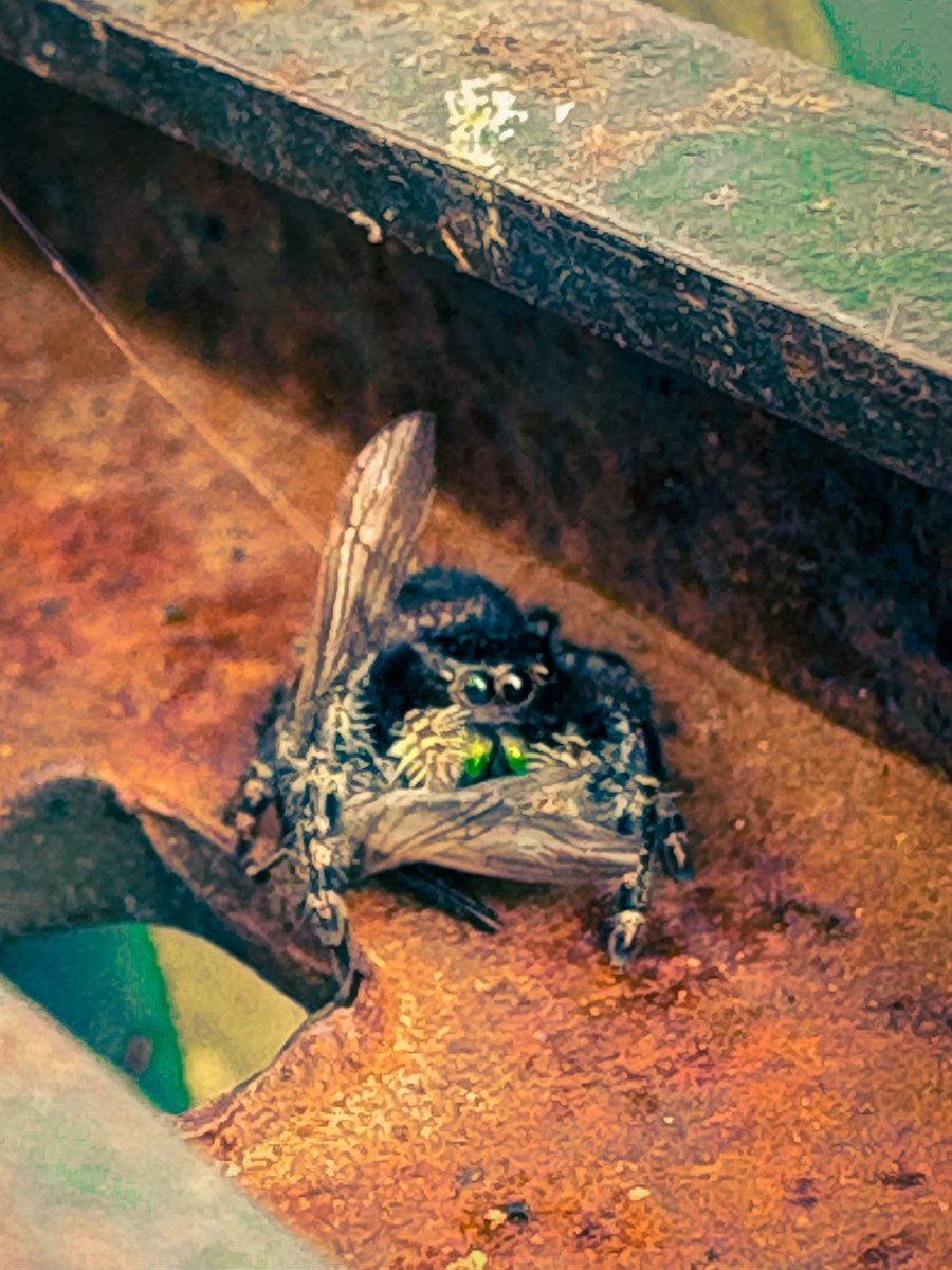 Cherripinko's tweet image. Picture of a bold jumping spider eating its prey I took last week in downtown at a park. My assignment was: Color correction and color grading 🕷️ 
#jumpingspider #colorcorrection #colorgrading #spider #artistontwitter