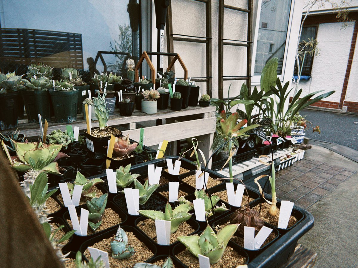 ilpleut_music's tweet photo. [ 本日より開催‼︎ ]
植物愛好家による植物販売イベント「Assemblage」始まりました‼︎

西武池袋線富士見台駅すぐ Il pleut selectにて
23日まで。営業時間10:00-18:00 https://t.co/NJsxL18jBz