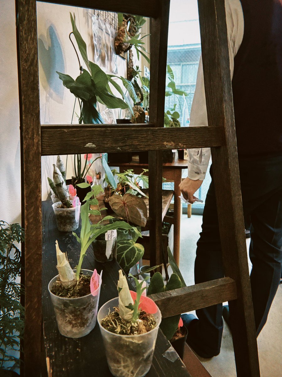 ilpleut_music's tweet photo. [ 本日より開催‼︎ ]
植物愛好家による植物販売イベント「Assemblage」始まりました‼︎

西武池袋線富士見台駅すぐ Il pleut selectにて
23日まで。営業時間10:00-18:00 https://t.co/NJsxL18jBz