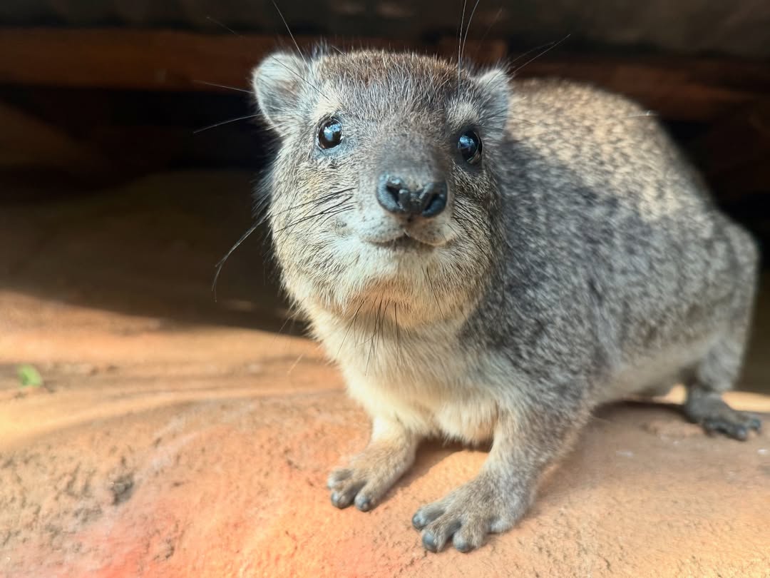 God Nonon tweet media