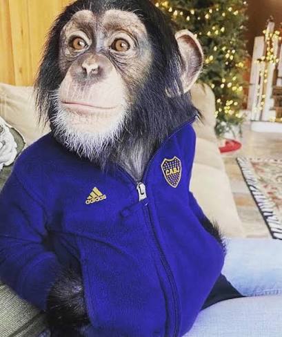 Mauro N. tweet media