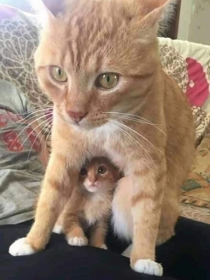 Posts Of Kittens🐾 tweet media