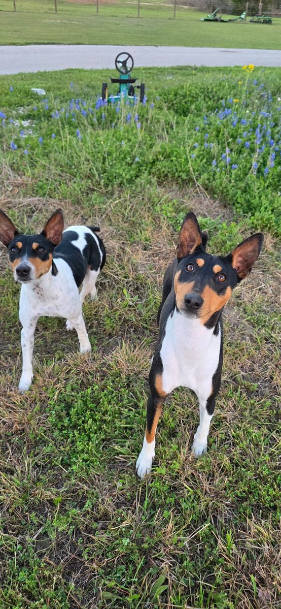 Llama Mama tweet media