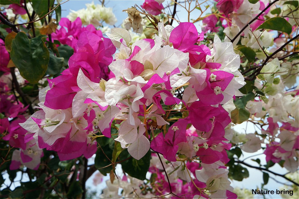 naturebring651's tweet photo. Bougainvillea flowering shrubs plants are a climber with stiff curved thorns, bushes, and flower-like spring leaves which are bright green. It has various species.....read...https://t.co/5cy9gTAHSr
#Bougainvillea #naturebring #growing #howtogrow https://t.co/rUvFt9x0BJ
