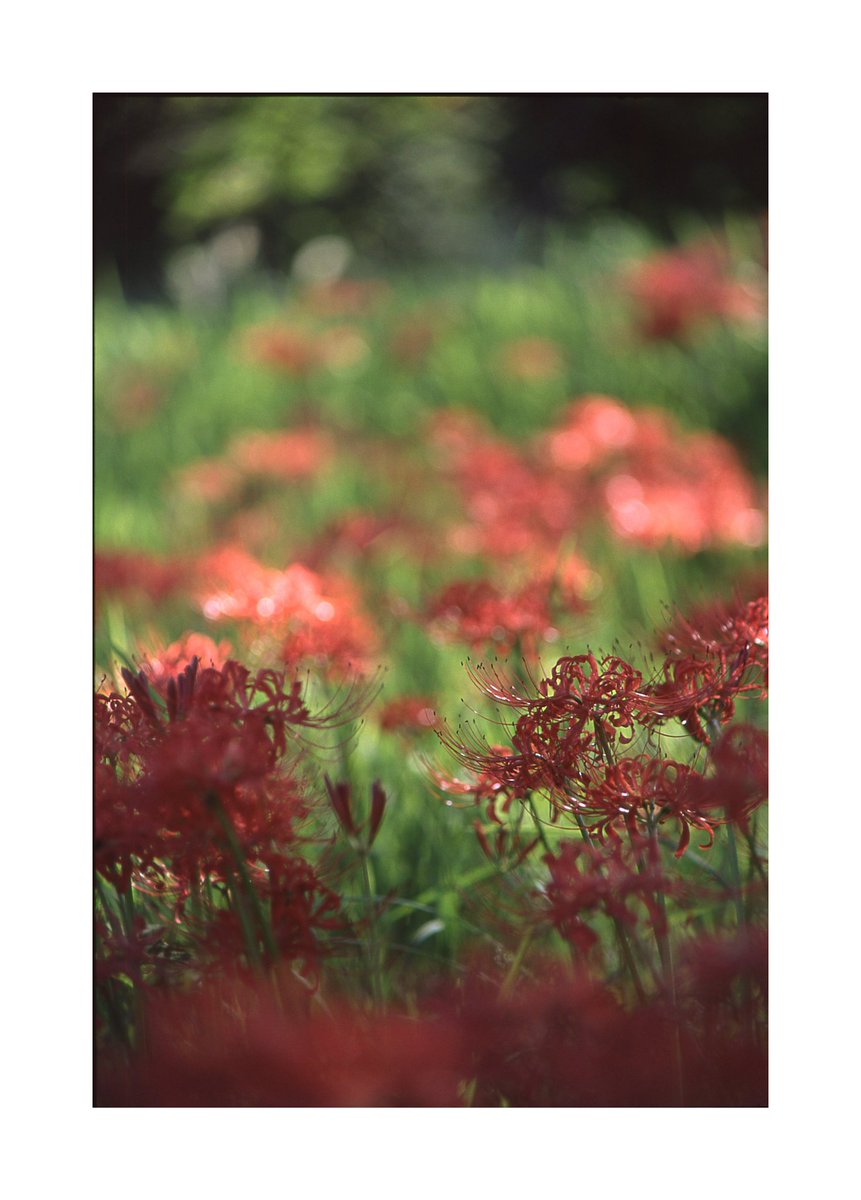 のがみ tweet media