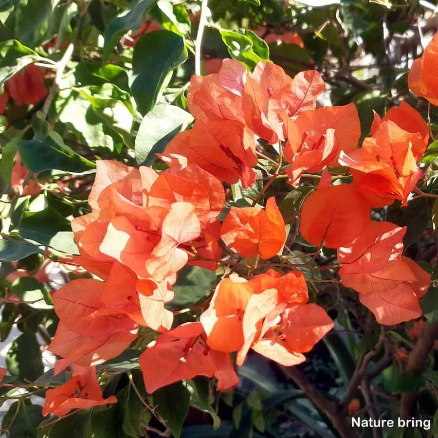 naturebring651's tweet photo. Bougainvillea flowering shrubs plants are a climber with stiff curved thorns, bushes, and flower-like spring leaves which are bright green. It has various species.....read...https://t.co/5cy9gTAHSr
#Bougainvillea #naturebring #growing #howtogrow https://t.co/vO36dxihq2