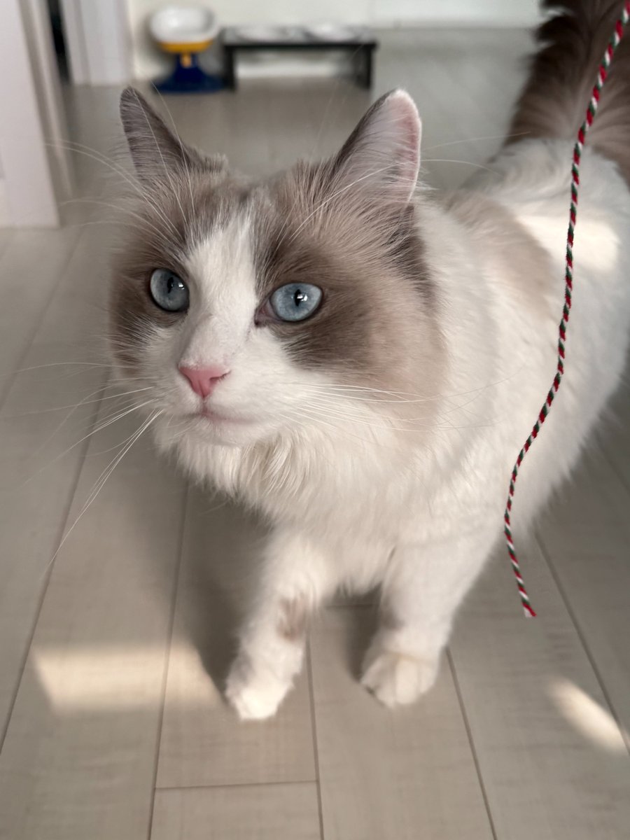 랙돌두부 tweet media