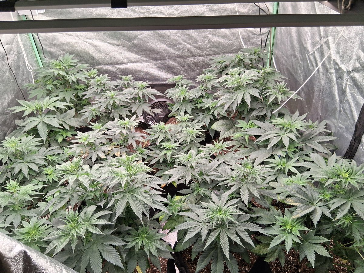 headweight genetics tweet media