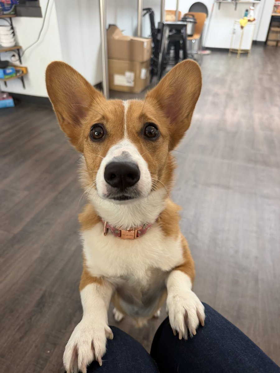 Corgi tweet media