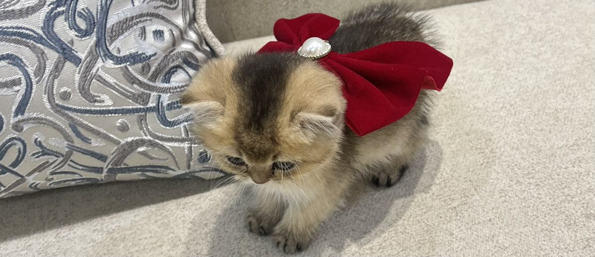 مُثنى tweet media