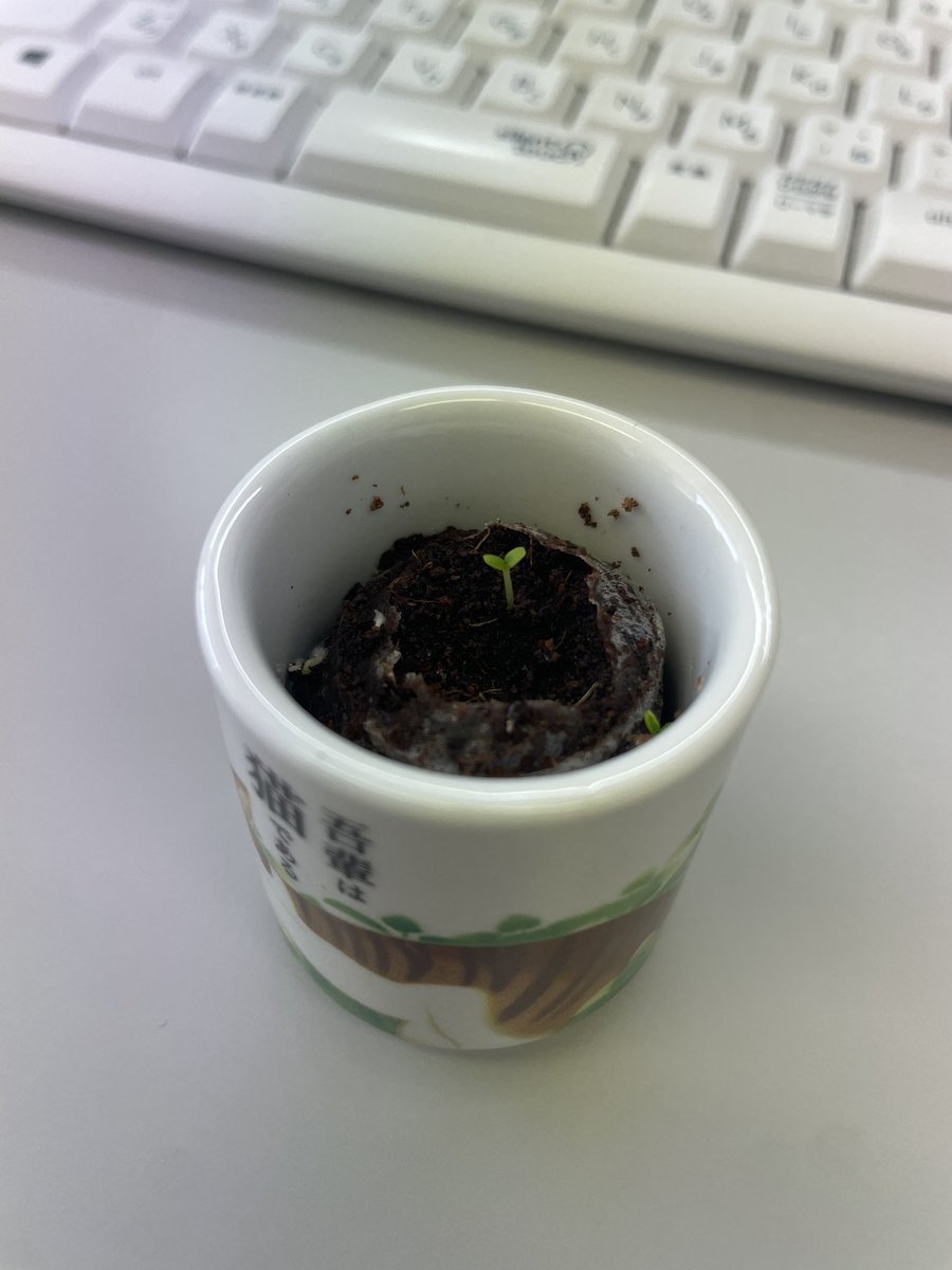My boss gifted me a little sake cup with plant seeds for my birthday a few weeks ago.
The little guy finally sprouted today!