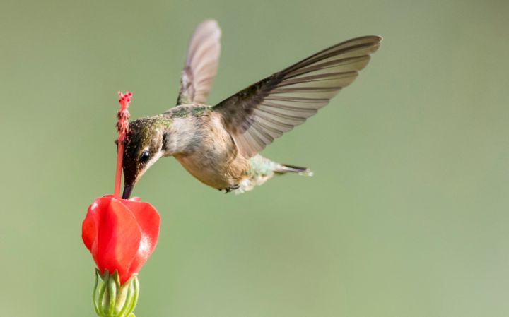 Puttaswamy Ravishankar tweet media