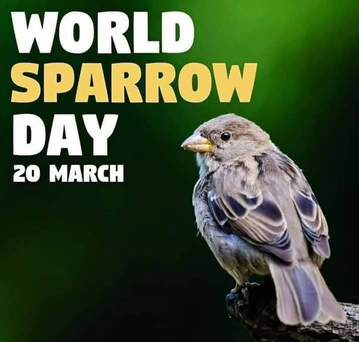kanchansingh_23's tweet photo. #विश्वगौरैयादिवस
#WorldSparrowDay
जरा याद कीजिए,चहचहाती गौरैया आपने कब से नहीं देखी ?
आप व्यस्क हैं तो यकीनन बचपन याद आ जाएगा, यह घरों में आपके हमारे साथ ही अपना परिवार पालती थी.
प्रकृति की इस मधुर संगीत को शांत ना होने दें
“#WeLoveSparrows” .
Spread awareness about Pollution https://t.co/553ltVysk5