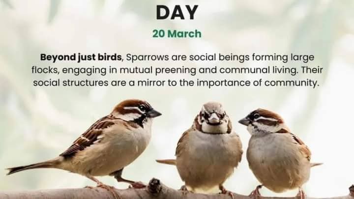 kanchansingh_23's tweet photo. #विश्वगौरैयादिवस
#WorldSparrowDay
जरा याद कीजिए,चहचहाती गौरैया आपने कब से नहीं देखी ?
आप व्यस्क हैं तो यकीनन बचपन याद आ जाएगा, यह घरों में आपके हमारे साथ ही अपना परिवार पालती थी.
प्रकृति की इस मधुर संगीत को शांत ना होने दें
“#WeLoveSparrows” .
Spread awareness about Pollution https://t.co/553ltVysk5