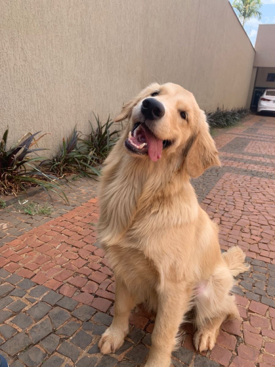 Lady Thompson tweet media