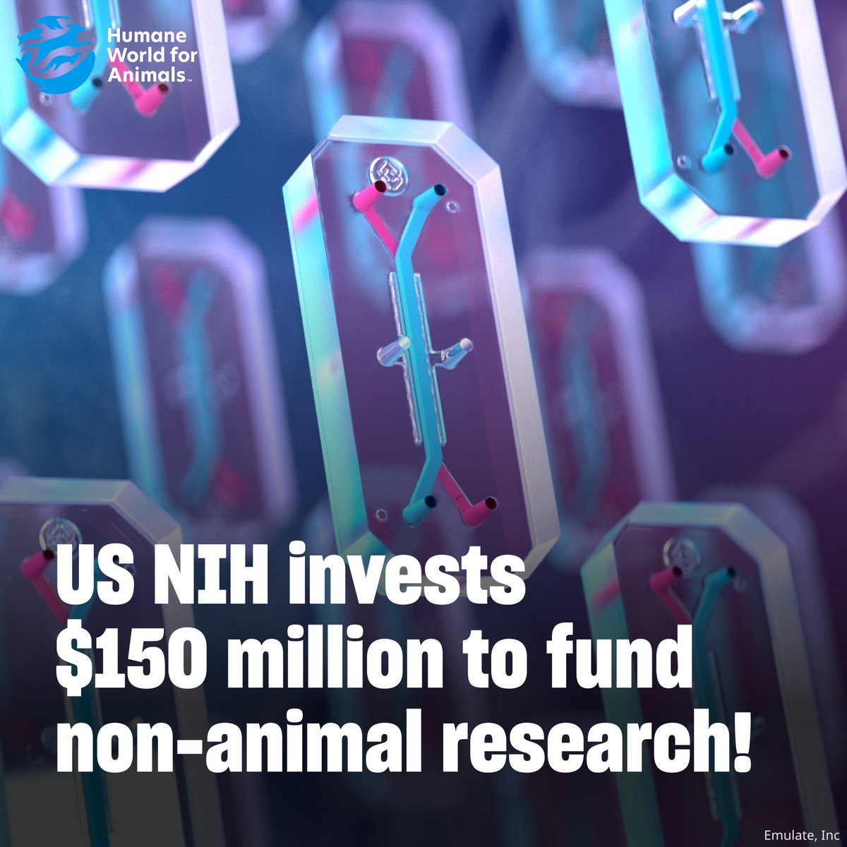 humaneworldeat's tweet photo. AMAZING NEWS: The @NIH has announced that it is investing $150 million to develop research methods that better simulate human biology—without using animals! 🧫🔬
We are excited to see NIH supporting this kind of cutting-edge research that is better for both animals & humans!🐰🧑🏽🦱 https://t.co/SlkFobS61z