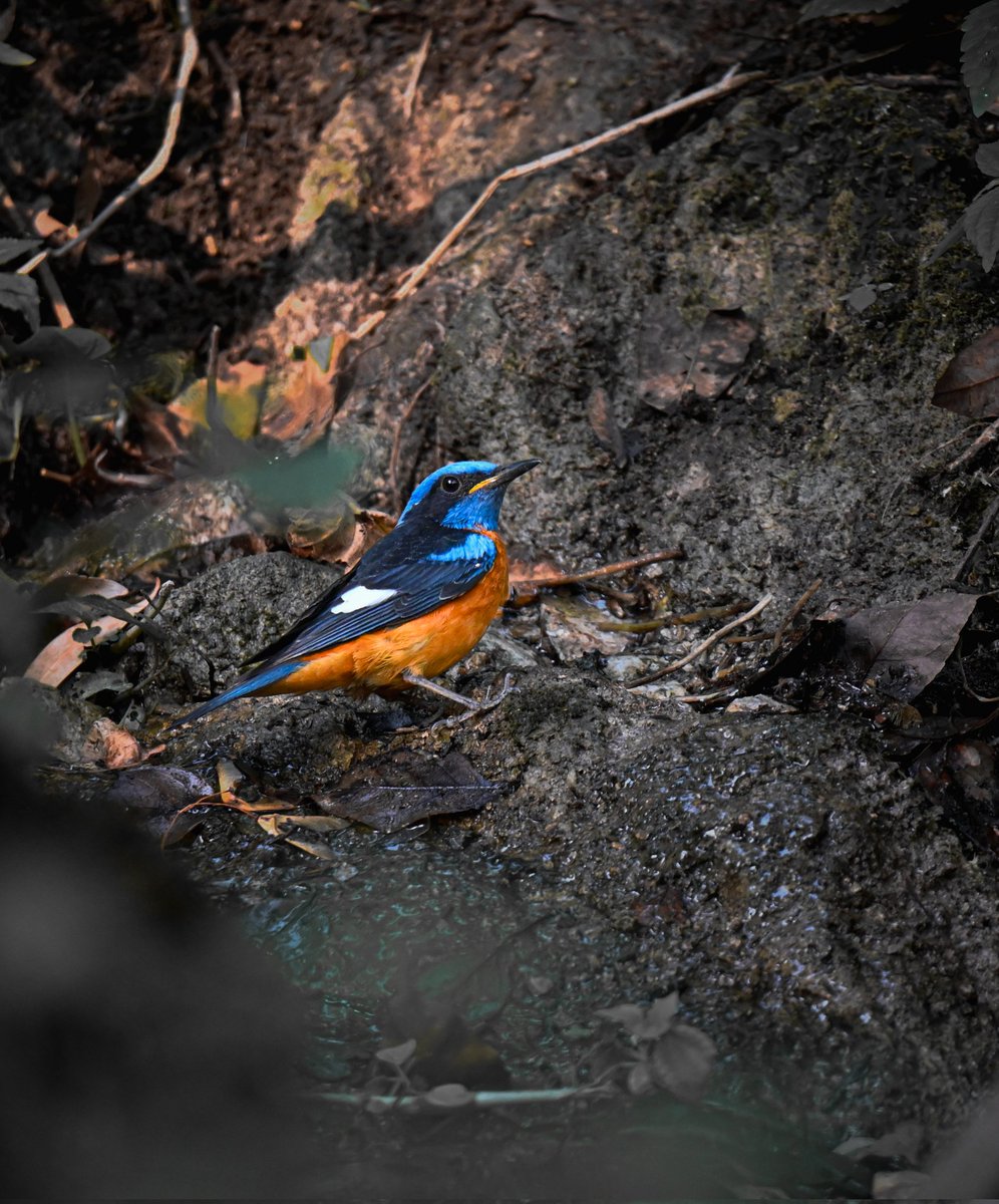 Amit Sood tweet media