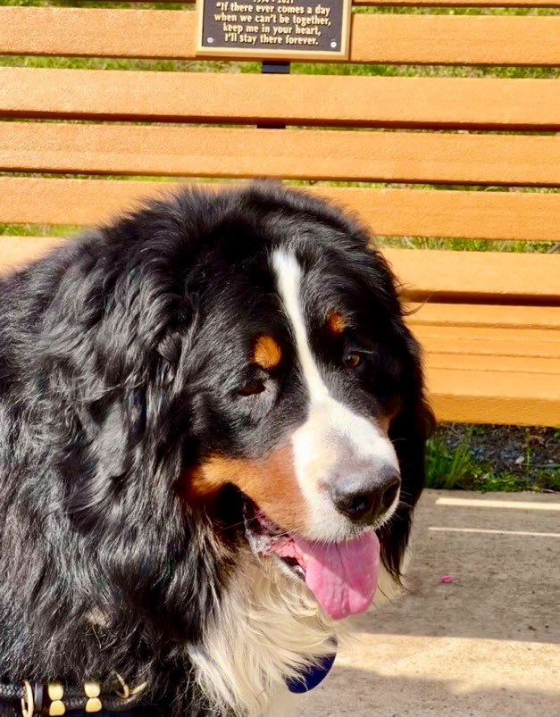 RevaliTheBerner tweet media