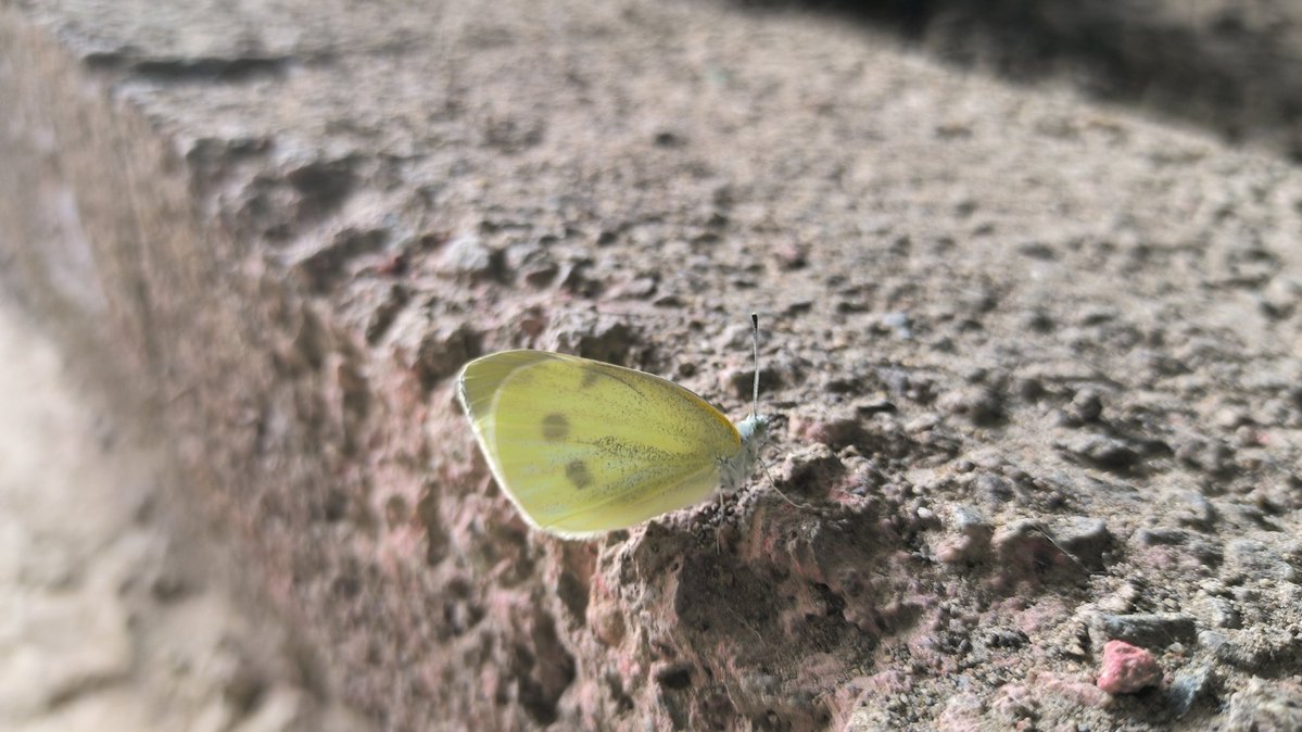 一顆西瓜 tweet media