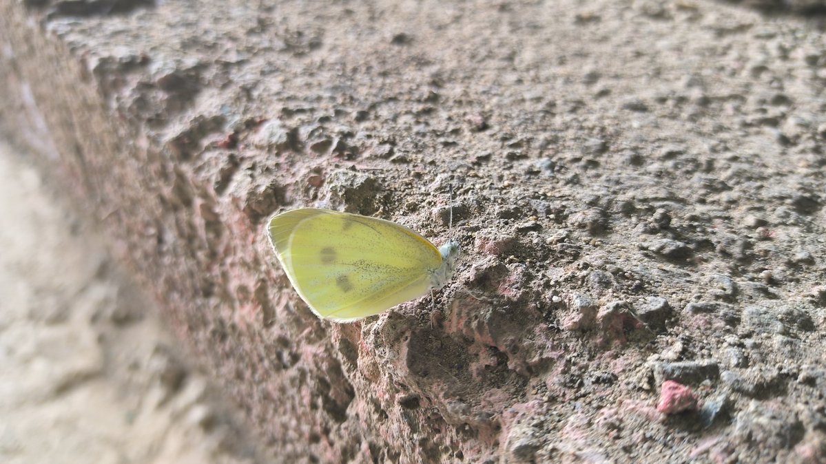 一顆西瓜 tweet media