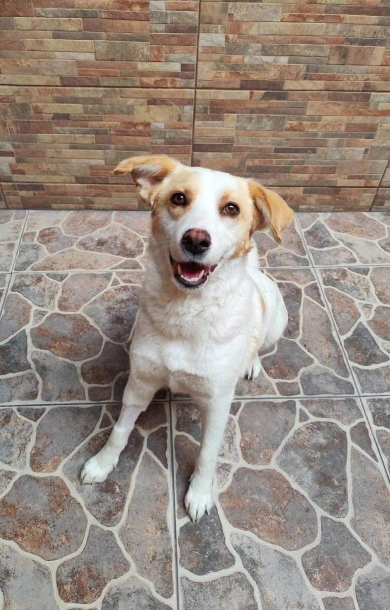 Rescate Animal tweet media