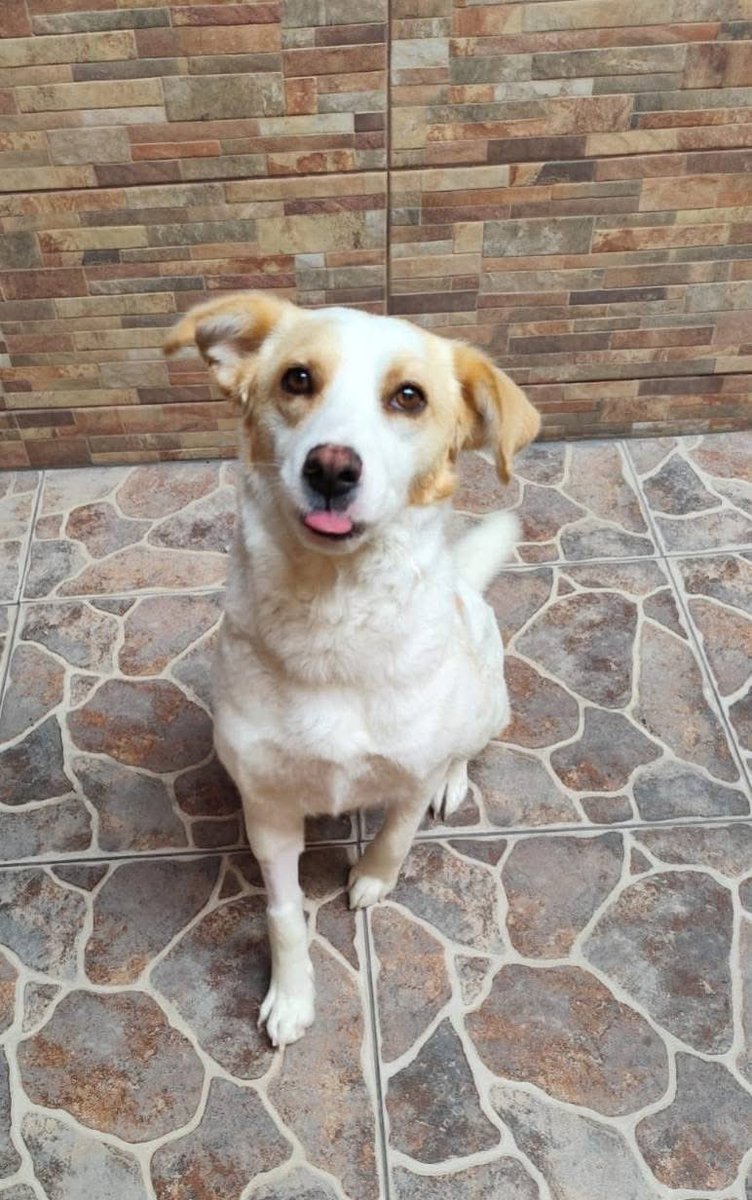 Rescate Animal tweet media