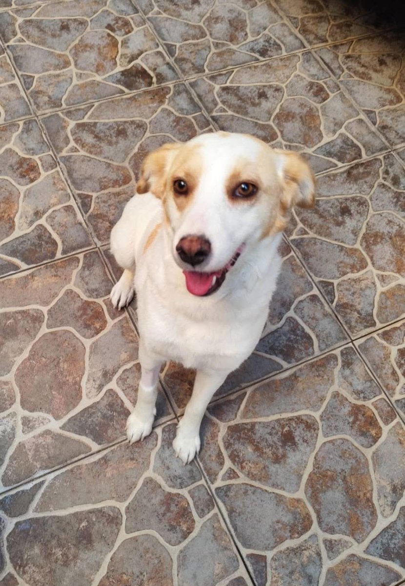 Rescate Animal tweet media