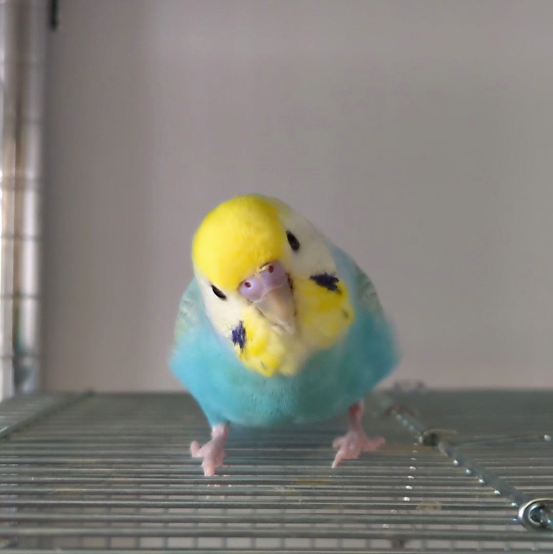 とりちゃん tweet media